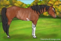 Horse Color:Bay Sabino Rabicano  and Bay Sabino Rabicano 