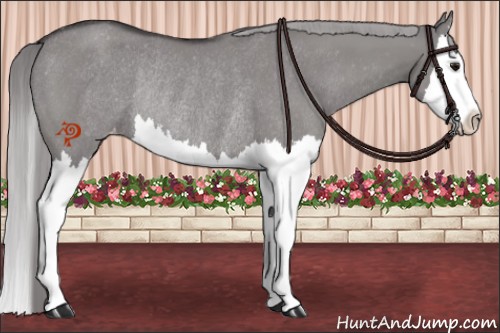 Horse Color:Platinum Smoky Grullo Splash Appaloosa Rabicano