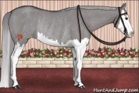 Horse Color:Platinum Smoky Grullo Splash Appaloosa Rabicano 