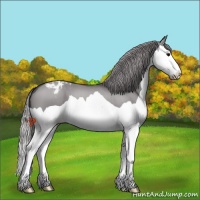 Horse Color:Platinum Smoky Grullo Splash Appaloosa 