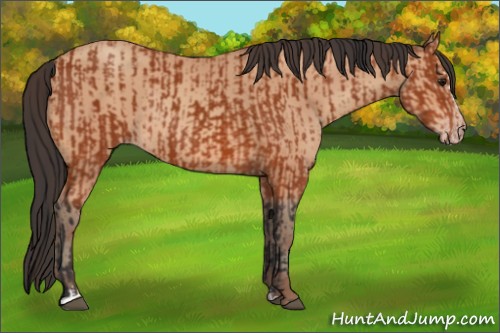 Horse Color:Bay Sabino Rabicano  and Amber Champagne Sabino Rabicano 