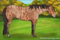 Horse Color:Bay Sabino Rabicano  and Amber Champagne Sabino Rabicano 