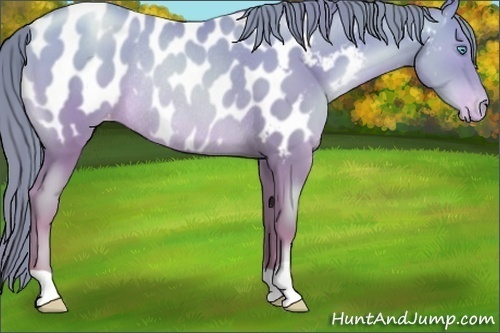 Horse Color:Buckskin Pearl Blanket Rabicano 