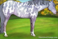 Horse Color:Buckskin Pearl Blanket Rabicano