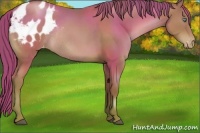 Horse Color:Black Pearl Appaloosa Rabicano 