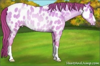 Horse Color:Chocolate Sable Champagne Pearl Dun Appaloosa Rabicano