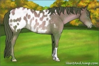Horse Color:Brown Pearl Appaloosa Rabicano