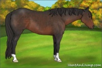 Horse Color:Liver Chestnut