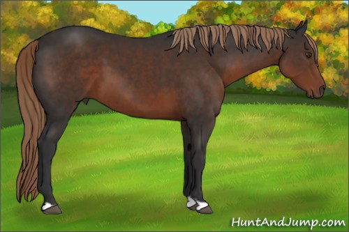 Horse Color:Liver Chestnut 