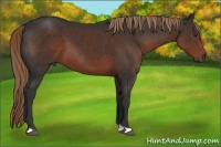Horse Color:Liver Chestnut 