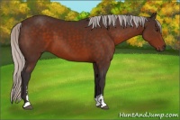 Horse Color:Silver Brown Sabino 