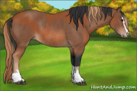Horse Color:Bay Sabino Rabicano  and Chestnut Sabino Rabicano 