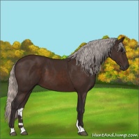 Horse Color:Silver Brown 