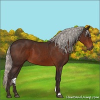Horse Color:Silver Brown 