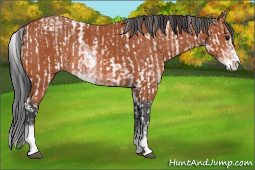 Horse Color:Bay Sabino Rabicano and Bay Sabino Rabicano