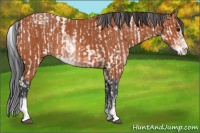 Horse Color:Bay Sabino Rabicano and Bay Sabino Rabicano