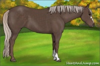 Horse Color:Silver Black
