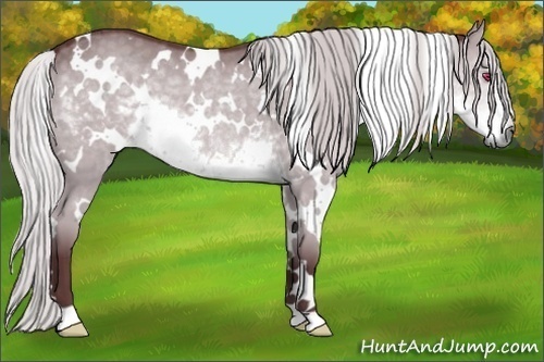Horse Color:White Spotted Chocolate Silver Smoky Grullo Chinchilla