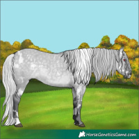 Horse Color:White Spotted Silver Grullo Chinchilla 