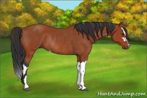 Horse Color:Bay Sabino Rabicano and Bay Sabino Splash Rabicano