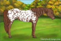 Horse Color:Chestnut Appaloosa 
