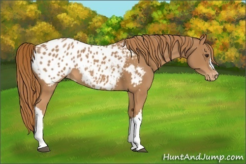 Horse Color:Chestnut Blanket 
