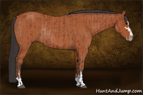Horse Color:Bay Sabino Rabicano and Bay Sabino Rabicano