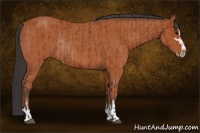 Horse Color:Bay Sabino Rabicano and Bay Sabino Rabicano