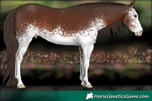 Horse Color:White Spotted Liver Chestnut 