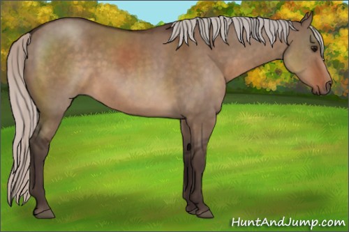 Horse Color:Silver Brown Dun 