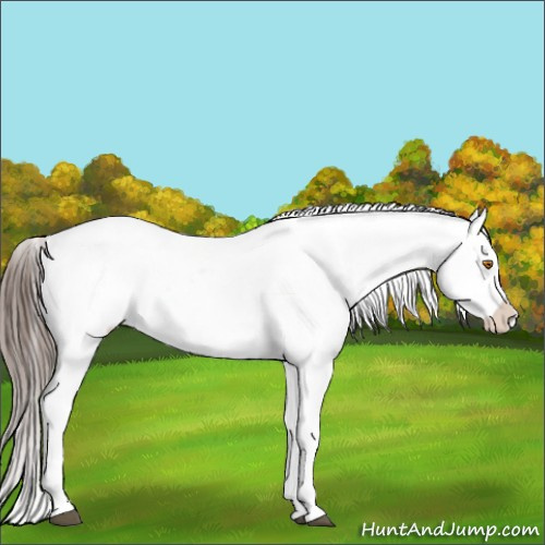 Horse Color:Black Appaloosa Rabicano 