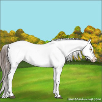 Horse Color:Black Appaloosa Rabicano 