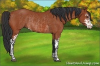 Horse Color:Bay Sabino Rabicano  and Bay Sabino Rabicano 