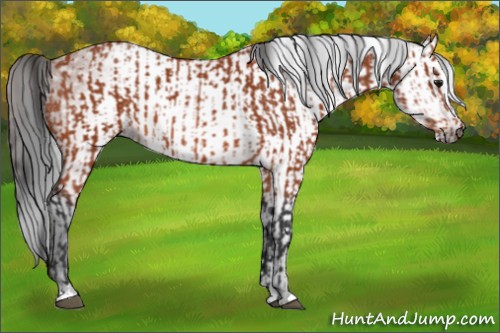 Horse Color:Bay Sabino Rabicano and Gray Bay Sabino Rabicano