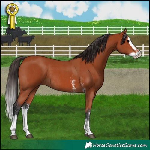 Horse Color:Bay Sabino Rabicano and Bay Sabino Splash Rabicano