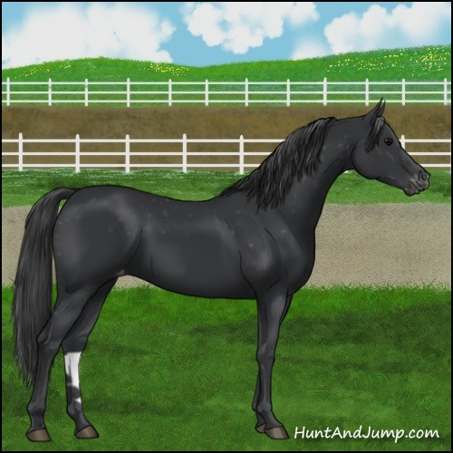 Horse Color:Black Appaloosa 
