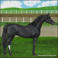 Horse Color:Black Appaloosa