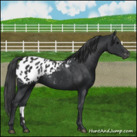 Horse Color:Black Appaloosa 