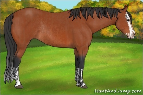 Horse Color:Bay Sabino Rabicano  and Bay Sabino Splash Rabicano 