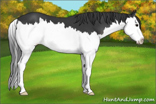 Horse Color:Black Splash 