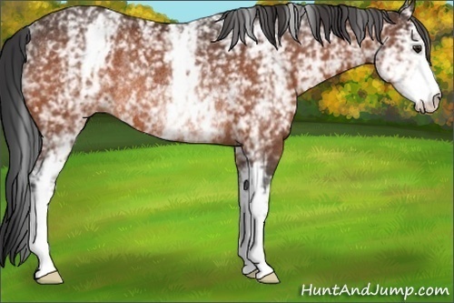 Horse Color:White Spotted Brown Rabicano