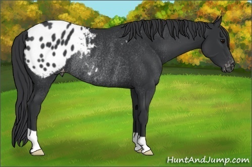 Horse Color:Black Appaloosa Rabicano 