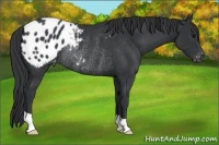 Horse Color:Black Appaloosa Rabicano