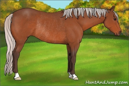 Horse Color:Silver Bay Rabicano 