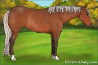 Horse Color:Silver Bay Rabicano
