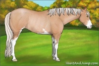 Horse Color:Silver Brown Pearl Sabino Rabicano