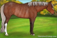 Horse Color:Silver Brown Rabicano 