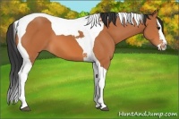 Horse Color:Bay Splash Tobiano 