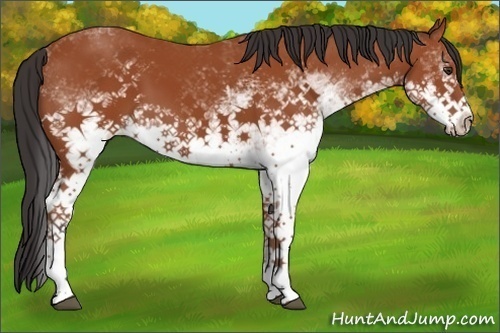 Horse Color:White Spotted Bay 