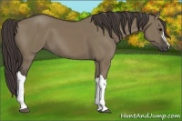 Horse Color:Smoky Grullo 